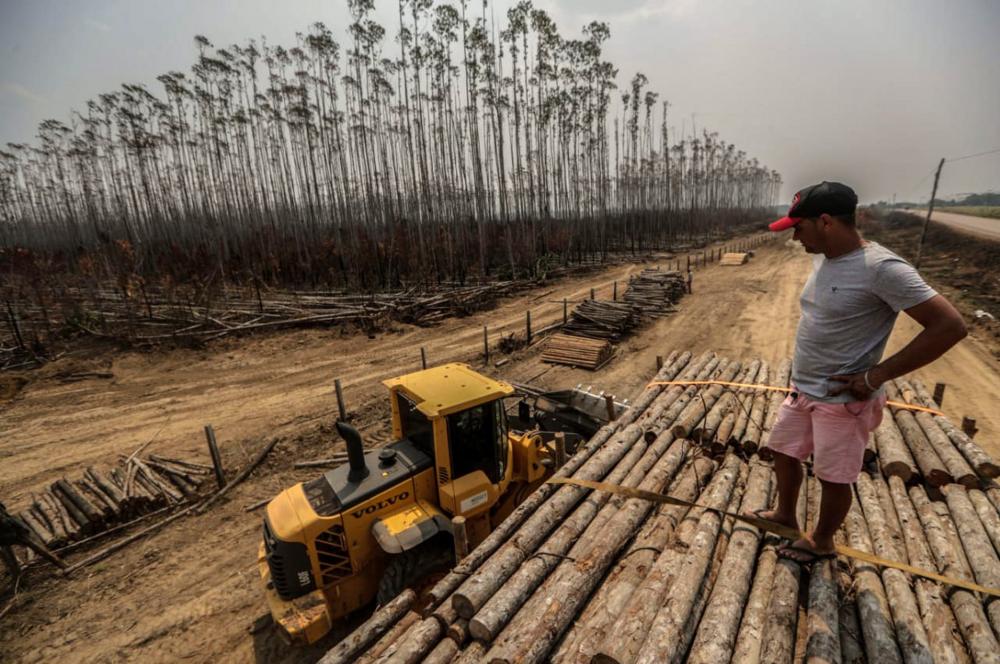 The Weekend Leader - Deforestation in Brazilian Amazon grows by 34.5%